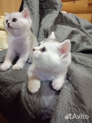 Британская