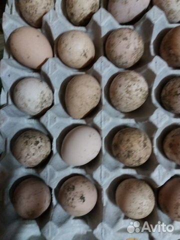 Яйцо инкубационное перепелки, цесарки, индюшки купить на Зозу.ру - фотография № 1