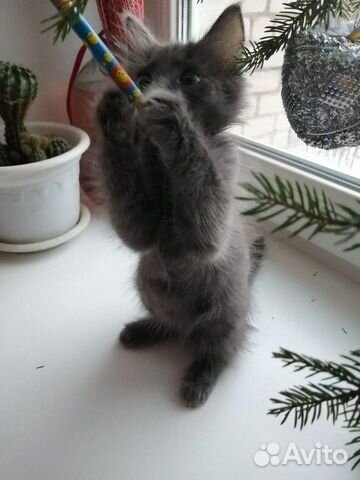 Котёнок сфинкс купить на Зозу.ру - фотография № 3