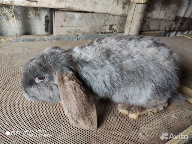 Кролик французский баран купить на Зозу.ру - фотография № 2