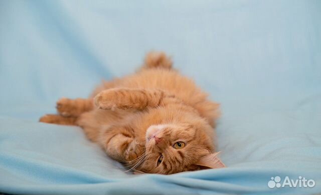 Шикарный рыжий котик в добрые руки купить на Зозу.ру - фотография № 10