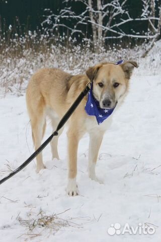 Добрый и внимательный пёс Лари ищет семью купить на Зозу.ру - фотография № 4