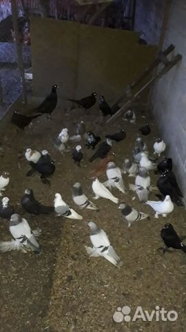 Бойные голуби купить на Зозу.ру - фотография № 6