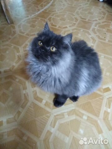 Британский котик купить на Зозу.ру - фотография № 1