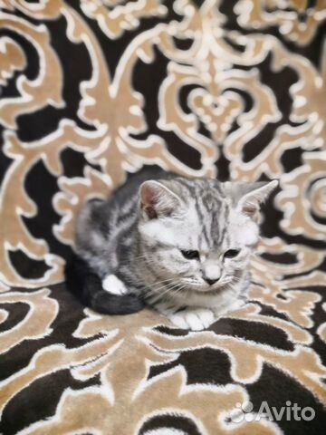 Шотландские котята