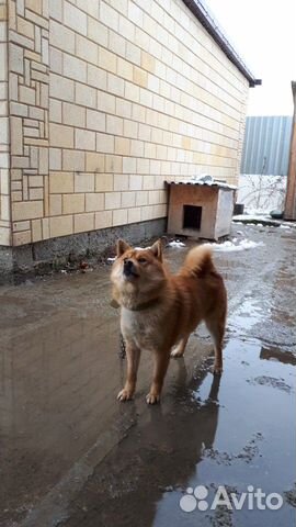 Собака сиба-ину купить на Зозу.ру - фотография № 3