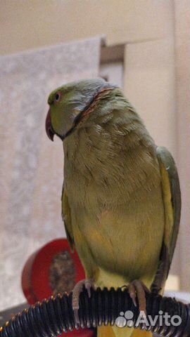 Продам самца ожерелового попугая купить на Зозу.ру - фотография № 2