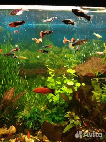 Рыбки аквариумные, растения купить на Зозу.ру - фотография № 1