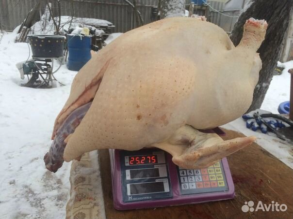 Продам цыплят кур, бройлеров, гусей, индюков купить на Зозу.ру - фотография № 9