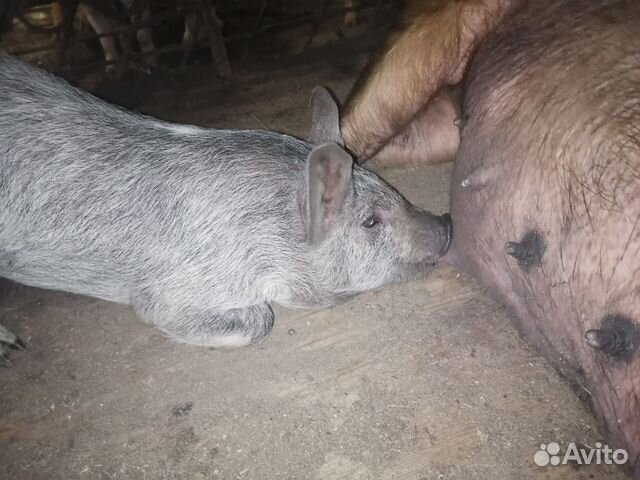 Продам поросят