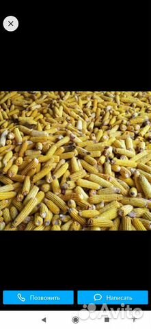 Кукуруза в качане купить на Зозу.ру - фотография № 1