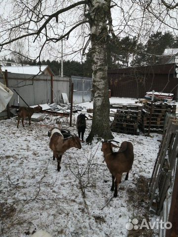 Альпинонубийские козы с документами купить на Зозу.ру - фотография № 2