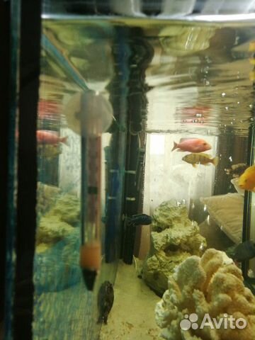 Продам аквариум цихлидник 250 л купить на Зозу.ру - фотография № 8