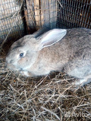 Кролик самец фландр купить на Зозу.ру - фотография № 2