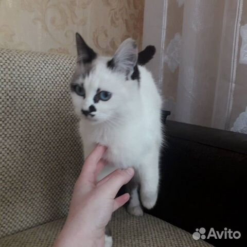 Отдам котят в хорошие руки. Очень милые малыши купить на Зозу.ру - фотография № 2