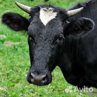 Корова доенная купить на Зозу.ру - фотография № 2
