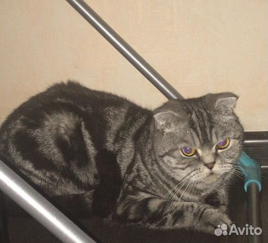 Отдам кошечку в хорошие руки
