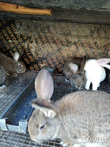 Кролики великаны серые белые купить на Зозу.ру - фотография № 5