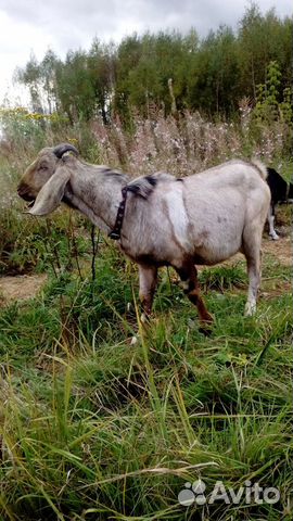 100 нубийский козел луноляпистый ждет купить на Зозу.ру - фотография № 5