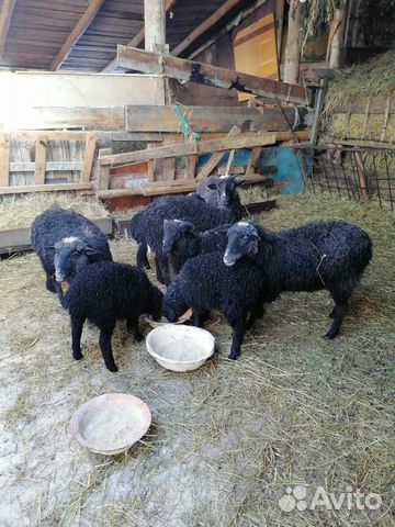 Продам овец купить на Зозу.ру - фотография № 6