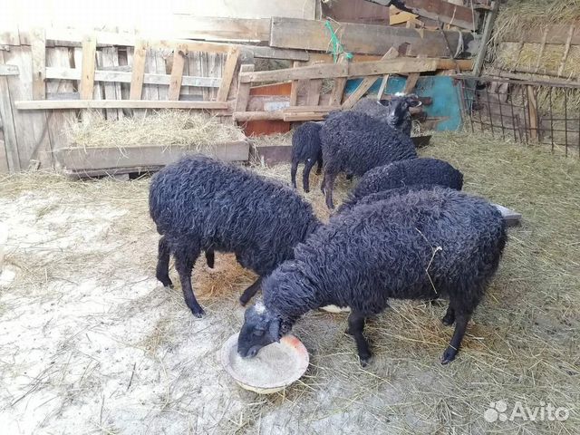 Продам овец купить на Зозу.ру - фотография № 7