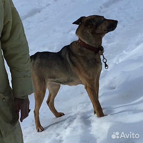 Найдены 2 собаки купить на Зозу.ру - фотография № 4