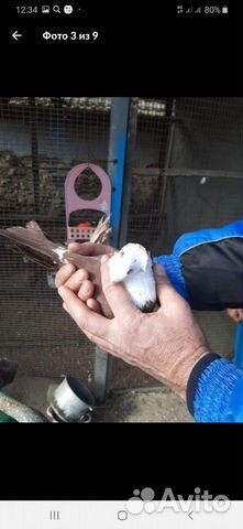 Продаю пару голубей купить на Зозу.ру - фотография № 6