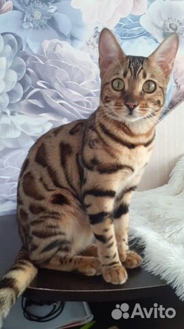 Поиск кота для вязки купить на Зозу.ру - фотография № 1