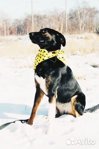 Необычного окраса собака Гера в дар купить на Зозу.ру - фотография № 1