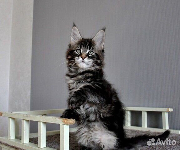 Котенок мейн-кун Забар