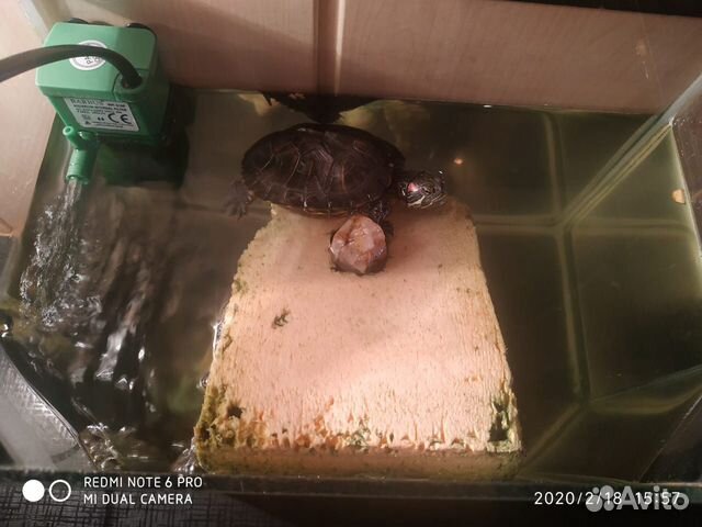 Краснаухие черепахи в месте с аквариумом купить на Зозу.ру - фотография № 4