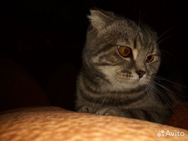 Продается кот купить на Зозу.ру - фотография № 2