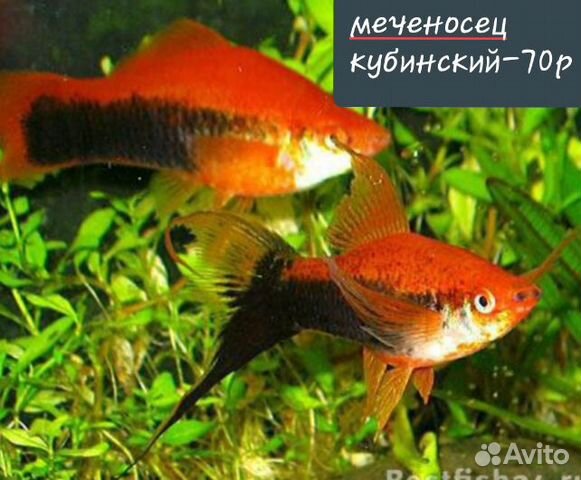 Аквариумные рыбки купить на Зозу.ру - фотография № 2