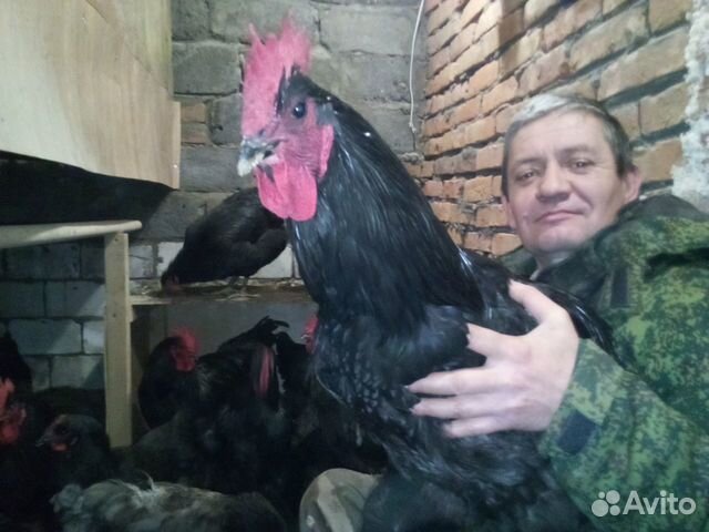 Джерсийский гигант инкубационное яйцо купить на Зозу.ру - фотография № 4