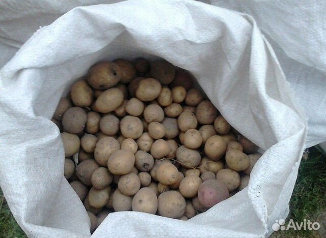 Мелкий картофель купить на Зозу.ру - фотография № 1