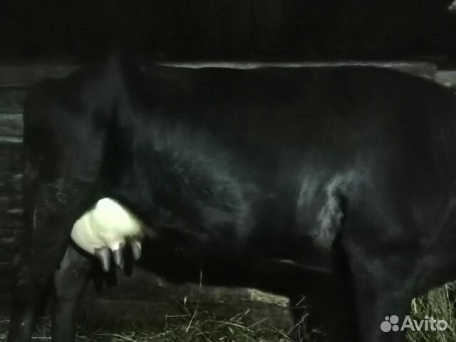 Продам корову вместе с теленком купить на Зозу.ру - фотография № 4
