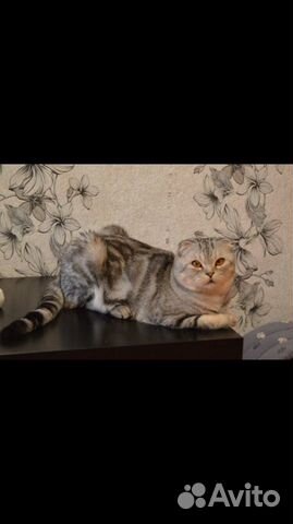 Продам котят шотландской породы купить на Зозу.ру - фотография № 4