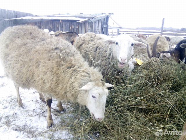 Ост-фризские овцы купить на Зозу.ру - фотография № 2