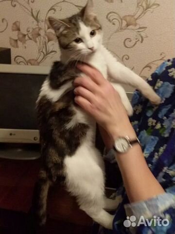 Кошечка подросток в добрые руки