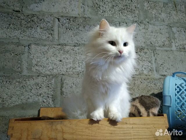 Стерилизованные коты и кошки купить на Зозу.ру - фотография № 2