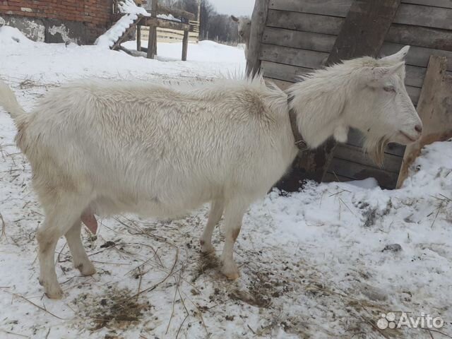 Козлята от чистопородных дойных коз купить на Зозу.ру - фотография № 4