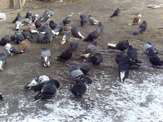 Серпастые голуби купить на Зозу.ру - фотография № 2