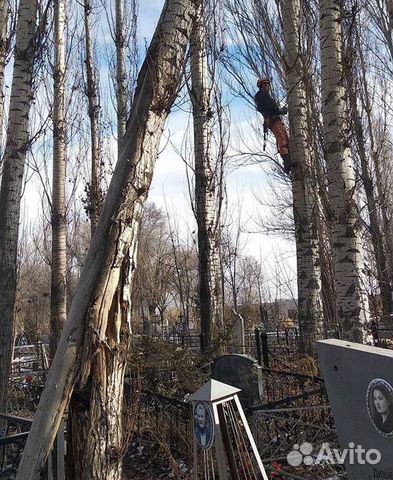 Спил деревьев,кронирование деревьев Спил деревьев,кронирование деревьев