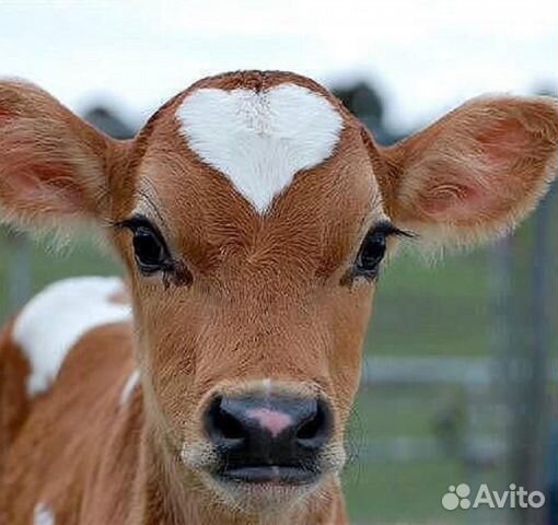 Продаётся бычек 3 недели от домашней коровы 17000 купить на Зозу.ру - фотография № 1