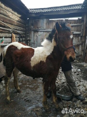 Лошадь, жеребенок на мясо купить на Зозу.ру - фотография № 1