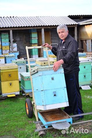 Продаю пчелосемьи купить на Зозу.ру - фотография № 4