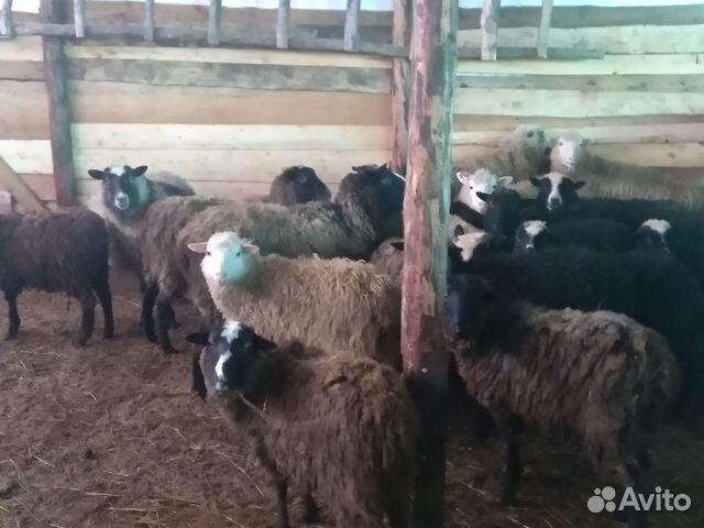 Продам овцы, ярки, бараны, егнят, овцы суягные раз купить на Зозу.ру - фотография № 9