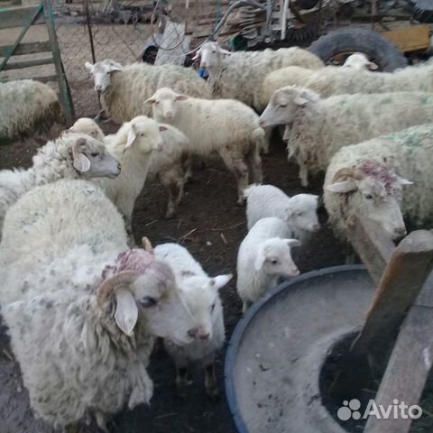 Овцы ягнята купить на Зозу.ру - фотография № 1
