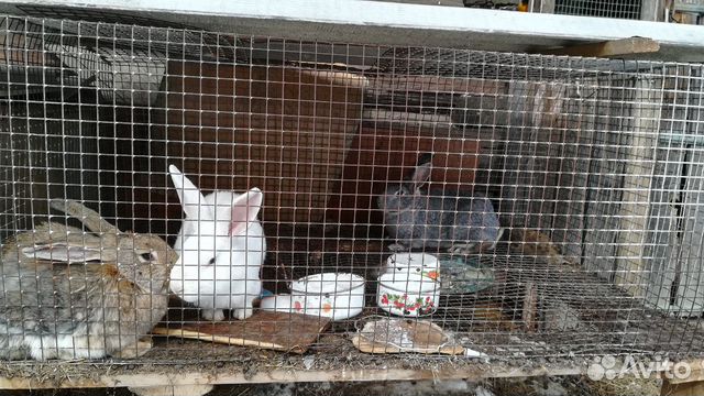 4 взрослых кролика купить на Зозу.ру - фотография № 3