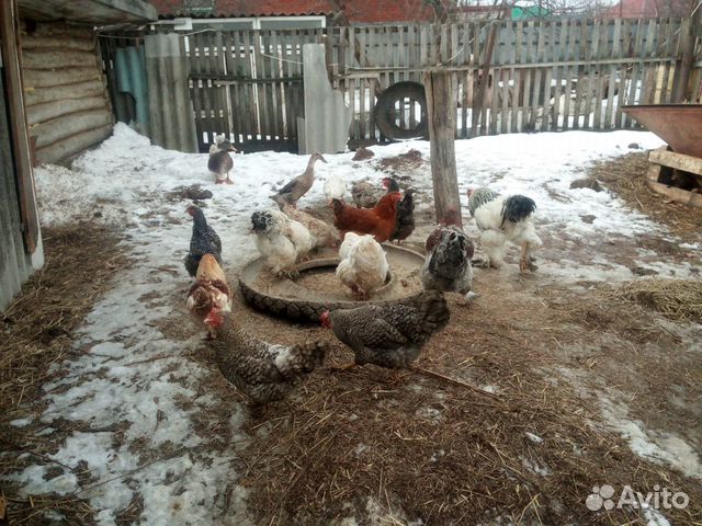 Яйцо для инкубации,кур разных пород,уток,цыплята купить на Зозу.ру - фотография № 8